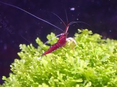 画像2: 【淡水魚】【通販】丈夫なブリード個体 ホワイトグローブシュリンプ スラウェシ【1匹 サンプル画像】(シュリンプ)（生体）(熱帯魚)NK (2)