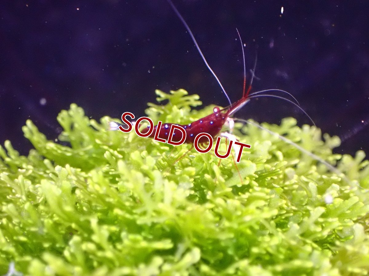 画像3: 【淡水魚】丈夫なブリード個体 ホワイトグローブシュリンプ スラウェシ【1匹 サンプル画像】(シュリンプ)（生体）(熱帯魚)NK (3)