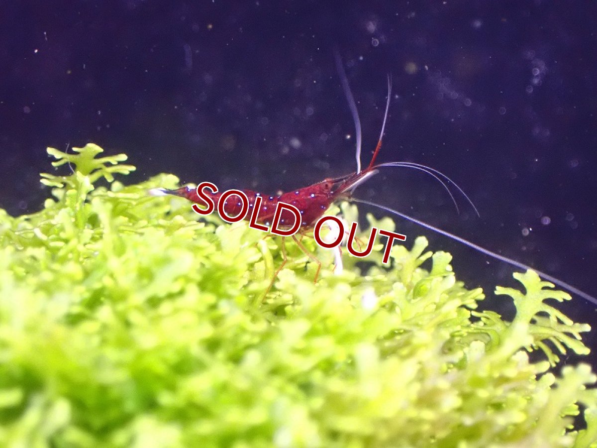 画像4: 【淡水魚】丈夫なブリード個体 ホワイトグローブシュリンプ スラウェシ【1匹 サンプル画像】(シュリンプ)（生体）(熱帯魚)NK (4)