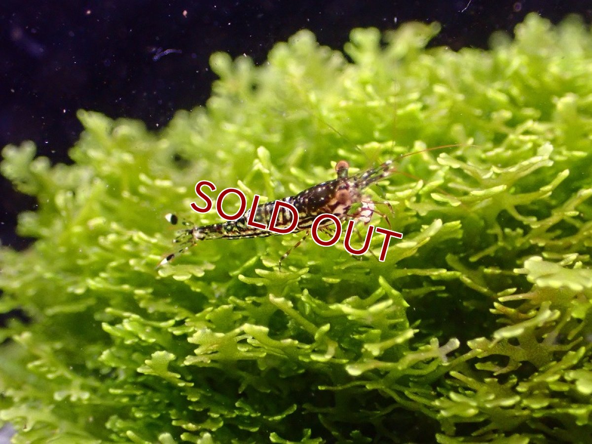 画像2: 【淡水魚】丈夫なブリード個体 ホワイトオーキッドシュリンプ スラウェシ【1匹 サンプル画像】(シュリンプ)（生体）(熱帯魚)NK (2)