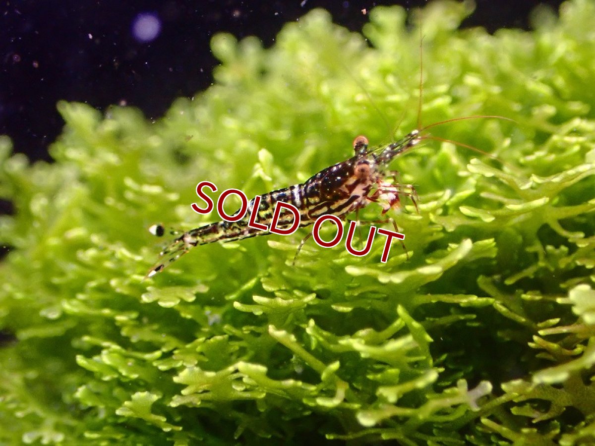 画像3: 【淡水魚】丈夫なブリード個体 ホワイトオーキッドシュリンプ スラウェシ【1匹 サンプル画像】(シュリンプ)（生体）(熱帯魚)NK (3)