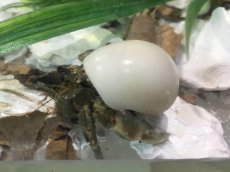 画像1: 【淡水魚】【通販】オカヤドカリ 生体 色形おまかせ 【元気な個体をお選びします。てランダムでお送り致します】【1匹 サンプル画像】貝のサイズ(２〜３．５cm)（生体）（熱帯魚） (1)