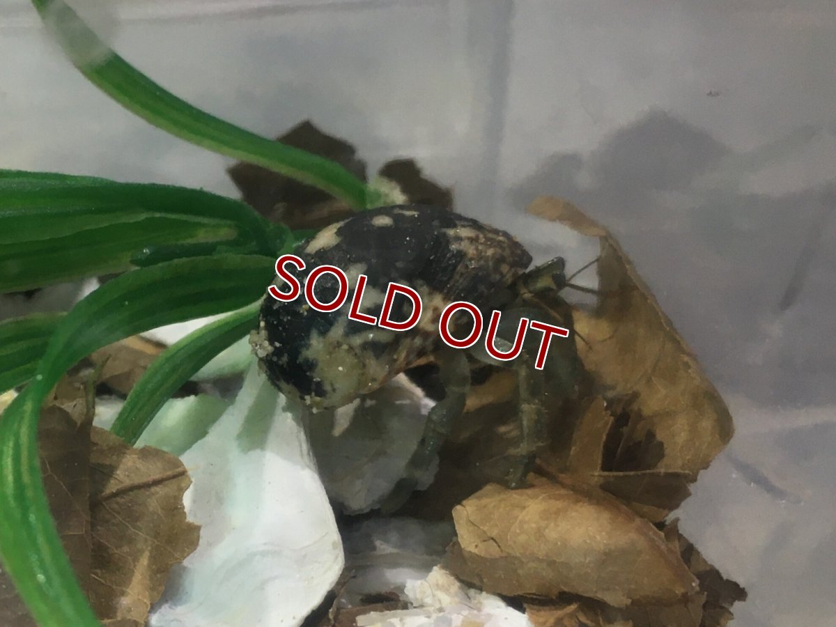 画像2: 【淡水魚】【通販】オカヤドカリ【1匹 サンプル画像】（生体）（熱帯魚） (2)