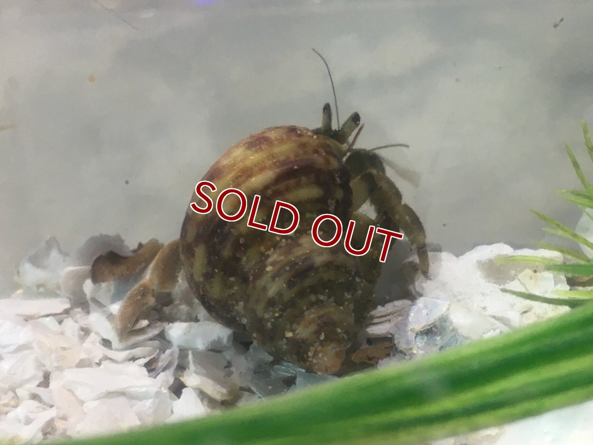 画像4: 【淡水魚】【通販】オカヤドカリ【1匹 サンプル画像】（生体）（熱帯魚） (4)