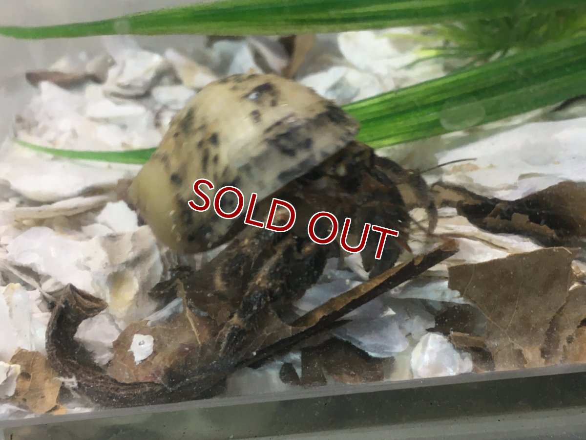画像5: 【淡水魚】【通販】オカヤドカリ【1匹 サンプル画像】（生体）（熱帯魚） (5)