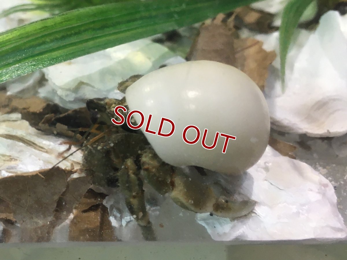画像1: 【淡水魚】【通販】オカヤドカリ【1匹 サンプル画像】（生体）（熱帯魚） (1)