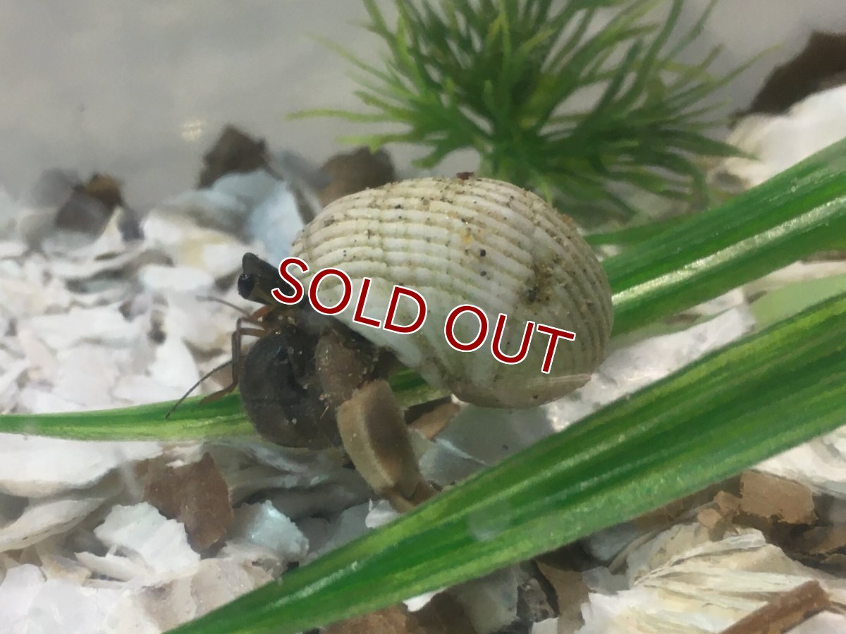 画像3: 【淡水魚】【通販】オカヤドカリ【1匹 サンプル画像】（生体）（熱帯魚） (3)