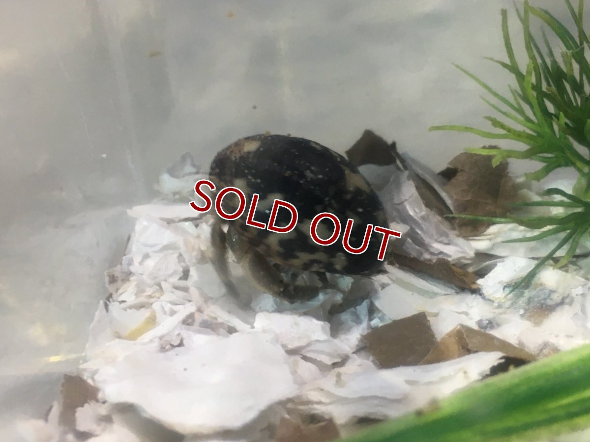 画像6: 【淡水魚】【通販】オカヤドカリ【1匹 サンプル画像】（生体）（熱帯魚） (6)