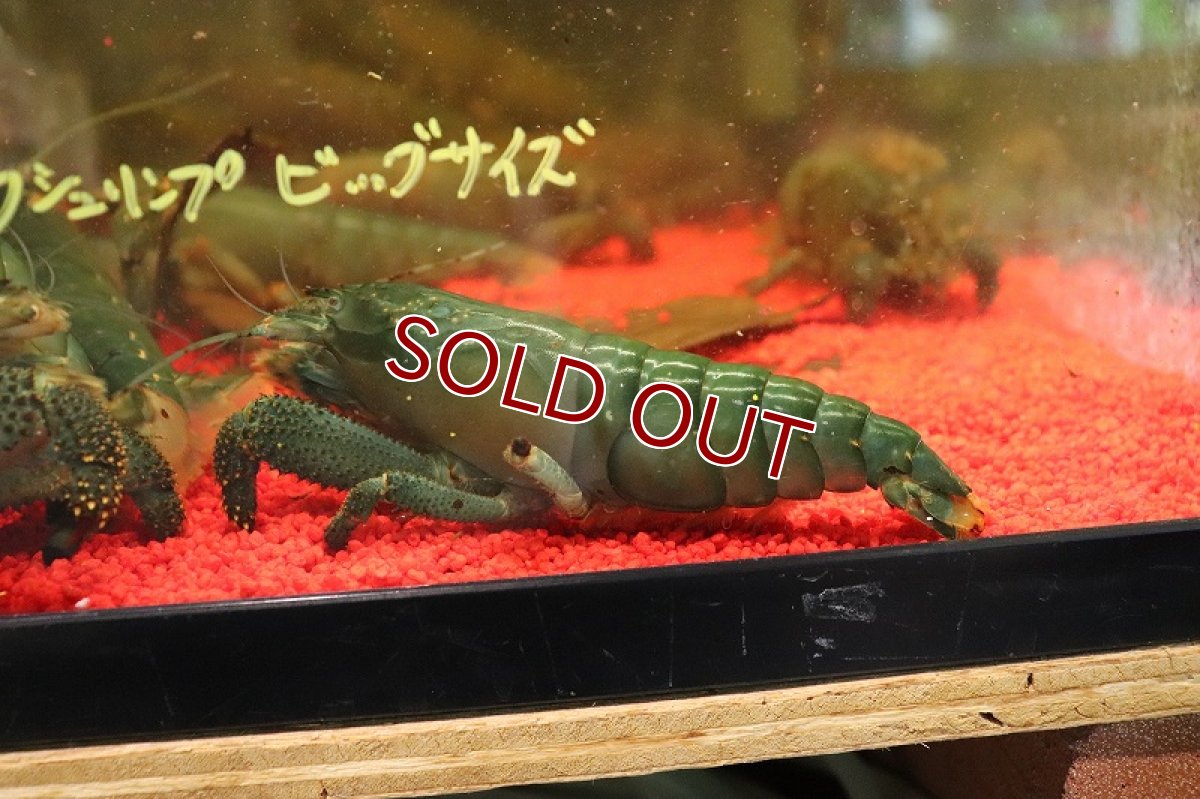 画像2: 【淡水魚】【通販】アフリカンジャイアンロックシュリンプ【1匹 サンプル画像】(±10cm)（エビ）（生体）（熱帯魚）NK (2)