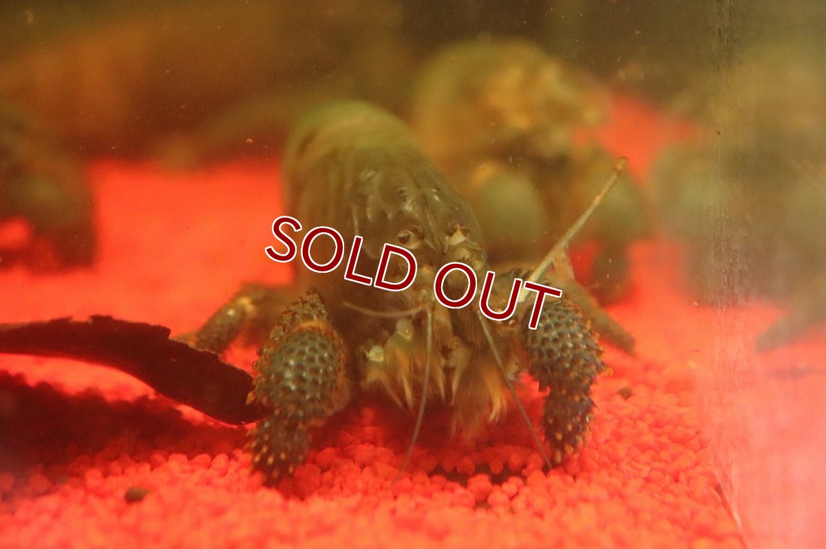 画像3: 【淡水魚】【通販】アフリカンジャイアンロックシュリンプ【1匹 サンプル画像】(±10cm)（エビ）（生体）（熱帯魚）NK (3)