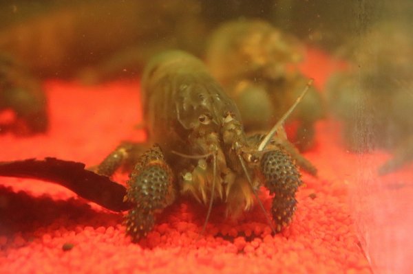 淡水魚】【通販】過去最大サイズ アフリカンジャイアントロック