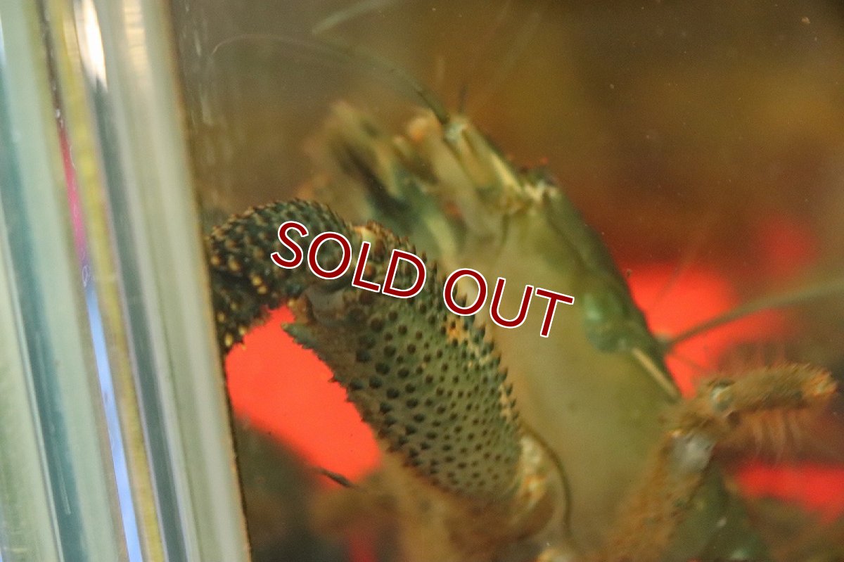 画像4: 【淡水魚】【通販】アフリカンジャイアンロックシュリンプ【1匹 サンプル画像】(±10cm)（エビ）（生体）（熱帯魚）NK (4)