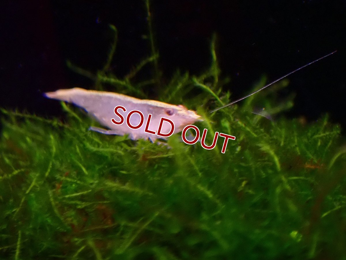 画像2: 【淡水魚】【通販】レアサイズ ロックシュリンプ【１匹 サンプル画像】(シュリンプ・エビ)(生体)(熱帯魚)NK (2)