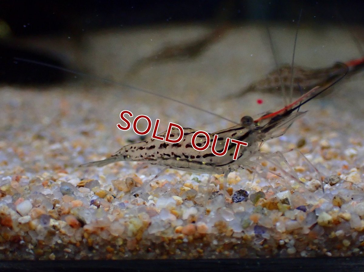 画像1: 【淡水魚】【通販】珍種 激安 オオテナガエビ 台湾産【1匹 サンプル画像】(シュリンンプ)(生体)(熱帯魚)NK (1)