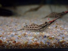 画像1: 【淡水魚】【通販】珍種 激安 オオテナガエビ 台湾産【1匹 サンプル画像】(シュリンンプ)(生体)(熱帯魚)NK (1)