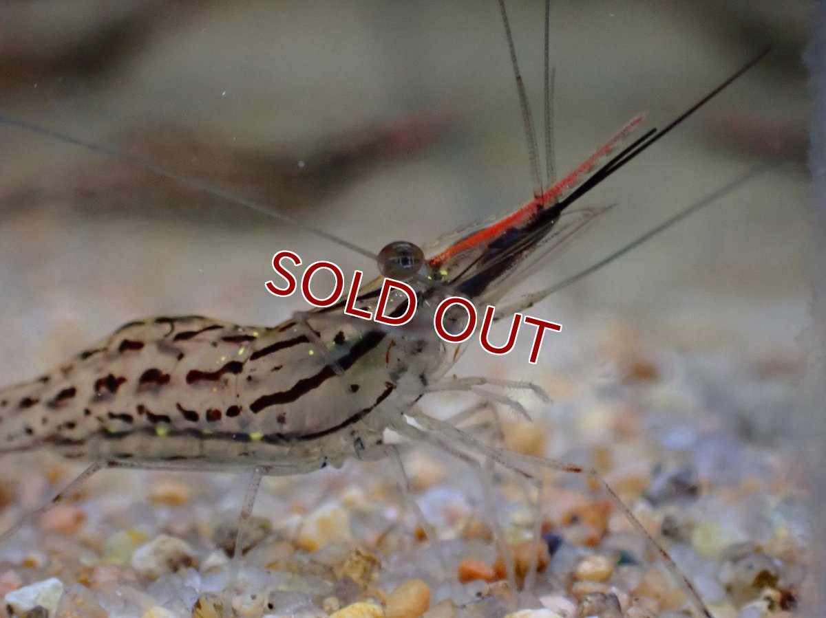 画像2: 【淡水魚】【通販】珍種 激安 オオテナガエビ 台湾産【1匹 サンプル画像】(シュリンンプ)(生体)(熱帯魚)NK (2)