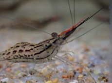 画像2: 【淡水魚】【通販】珍種 激安 オオテナガエビ 台湾産【1匹 サンプル画像】(シュリンンプ)(生体)(熱帯魚)NK (2)