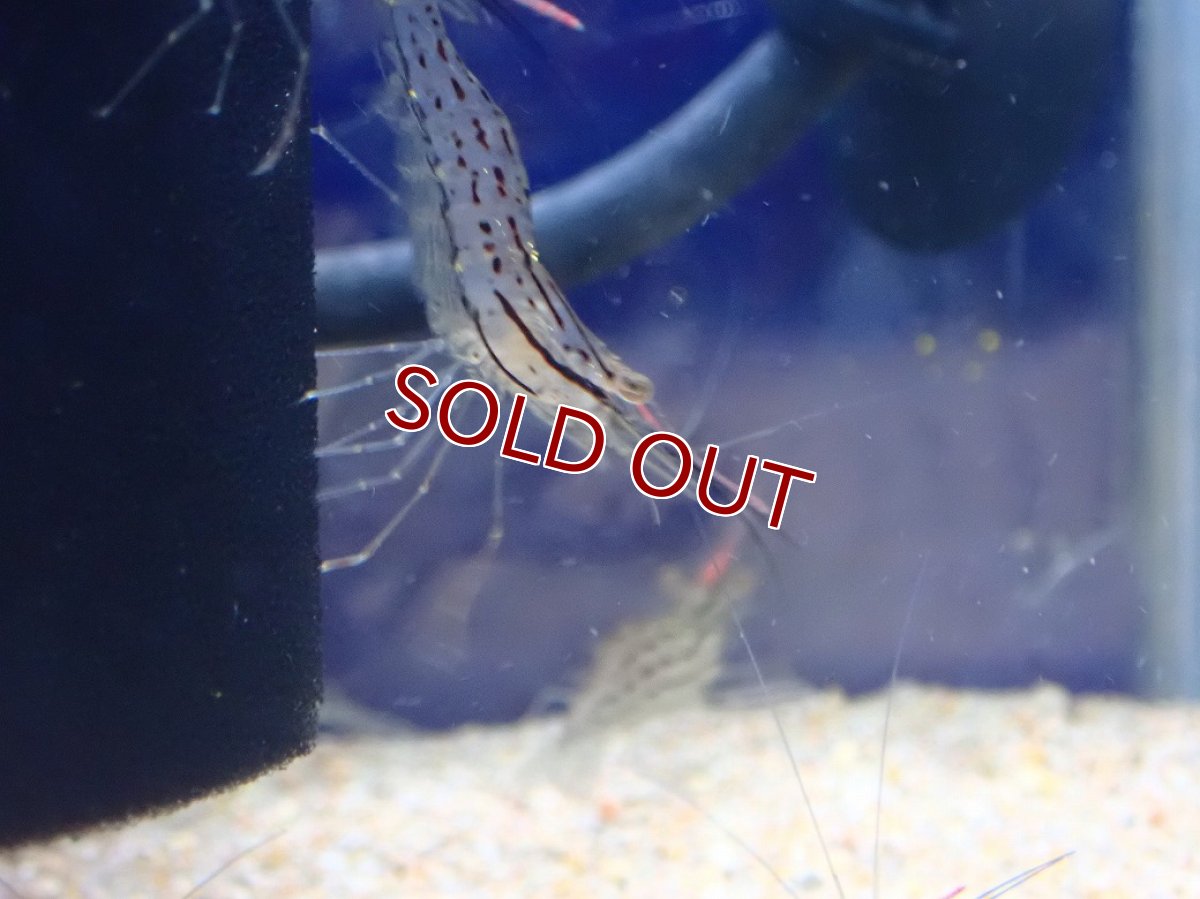 画像3: 【淡水魚】【通販】珍種 激安 オオテナガエビ 台湾産【1匹 サンプル画像】(シュリンンプ)(生体)(熱帯魚)NK (3)