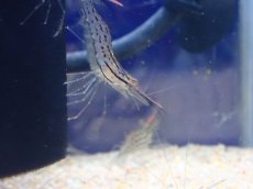 画像3: 【淡水魚】【通販】珍種 激安 オオテナガエビ 台湾産【1匹 サンプル画像】(シュリンンプ)(生体)(熱帯魚)NK (3)