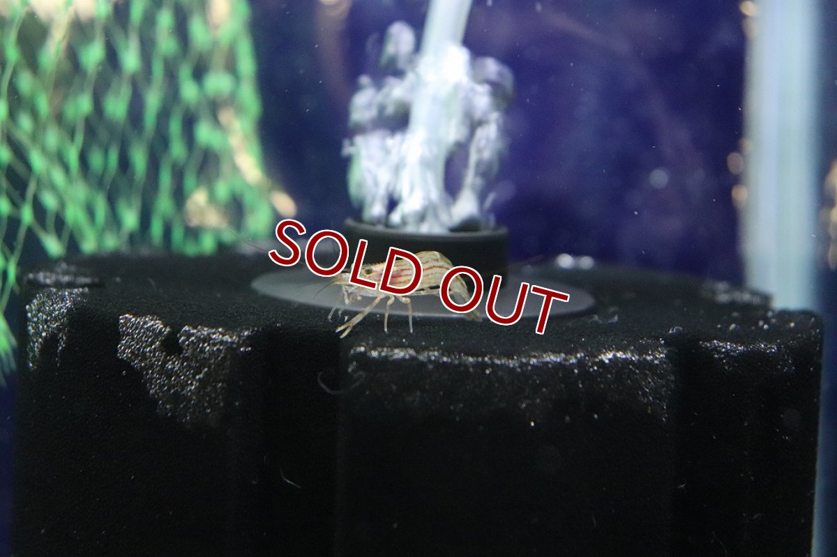 画像1: 【淡水魚】【通販】ツブテナガエビ【１匹 サンプル画像】(シュリンプ)(生体)(熱帯魚)NK (1)