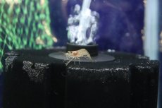 画像1: 【淡水魚】【通販】ツブテナガエビ【１匹 サンプル画像】(シュリンプ)(生体)(熱帯魚)NK (1)