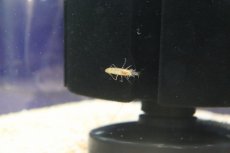 画像2: 【淡水魚】【通販】ツブテナガエビ【１匹 サンプル画像】(シュリンプ)(生体)(熱帯魚)NK (2)