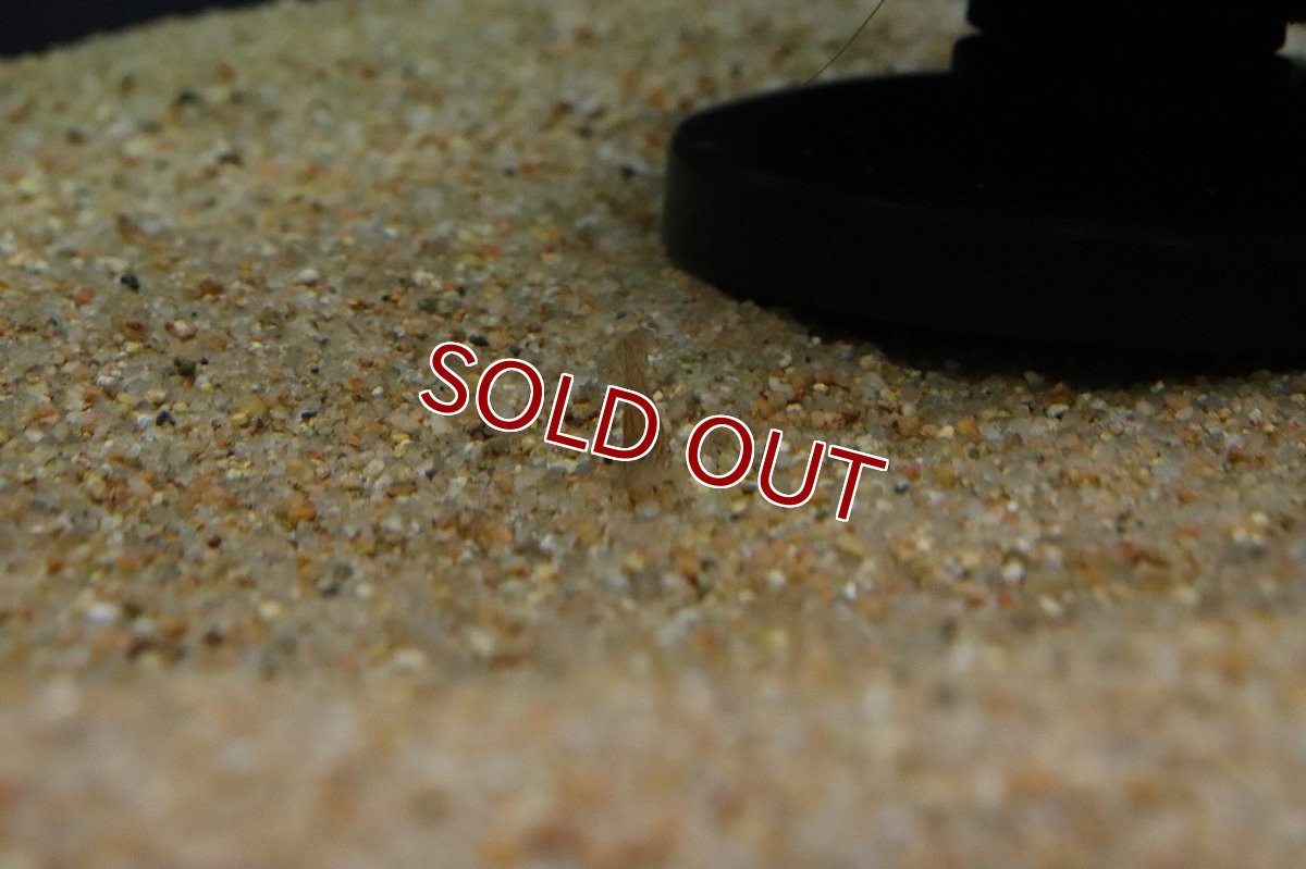 画像3: 【淡水魚】【通販】ツブテナガエビ【１匹 サンプル画像】(シュリンプ)(生体)(熱帯魚)NK (3)