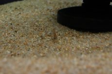 画像3: 【淡水魚】【通販】ツブテナガエビ【１匹 サンプル画像】(シュリンプ)(生体)(熱帯魚)NK (3)