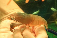 画像1: 【通販 淡水魚】大きめ アフリカンジャイアントロックシュリンプ【１匹 サンプル画像】(±9-10cm)(シュリンンプ)(生体)(熱帯魚)NK (1)