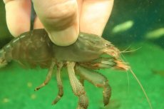 画像2: 【通販 淡水魚】大きめ アフリカンジャイアントロックシュリンプ【１匹 サンプル画像】(±9-10cm)(シュリンンプ)(生体)(熱帯魚)NK (2)
