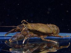 画像1: 【通販 淡水魚】コシオリエビ パラグアイア産 ワイルド【１匹 サンプル画像】(生体)(熱帯魚)NKCR (1)