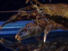 画像2: 【通販 淡水魚】コシオリエビ パラグアイア産 ワイルド【１匹 サンプル画像】(生体)(熱帯魚)NKCR (2)