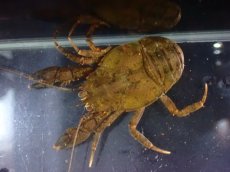 画像3: 【通販 淡水魚】コシオリエビ パラグアイア産 ワイルド【１匹 サンプル画像】(生体)(熱帯魚)NKCR (3)