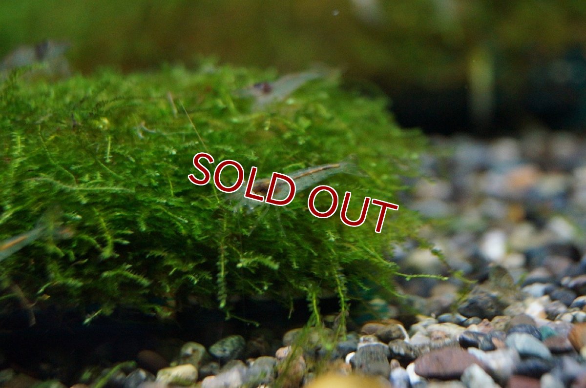 画像1: 【ウィンターセール 10％OFF対象商品】【淡水魚】ミナミヌマエビ【10匹】（生体）【エビ】（熱帯魚） (1)