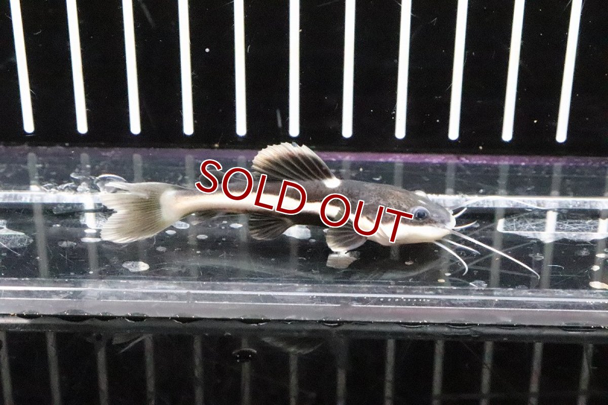 画像1: 【淡水魚】【通販】レッドテールキャット【1匹 サンプル画像】(±4-6cm)(大型魚)（生体）（淡水）NKO (1)