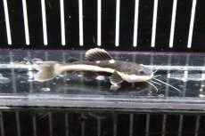 画像1: 【淡水魚】【通販】レッドテールキャット【1匹 サンプル画像】(±4-5cm)(大型魚)（生体）（淡水）NKO (1)