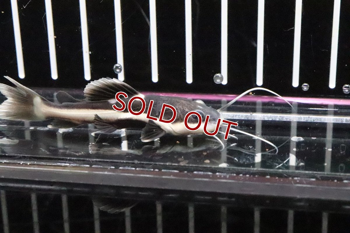 画像2: 【淡水魚】【通販】レッドテールキャット【1匹 サンプル画像】(±4-6cm)(大型魚)（生体）（淡水）NKO (2)