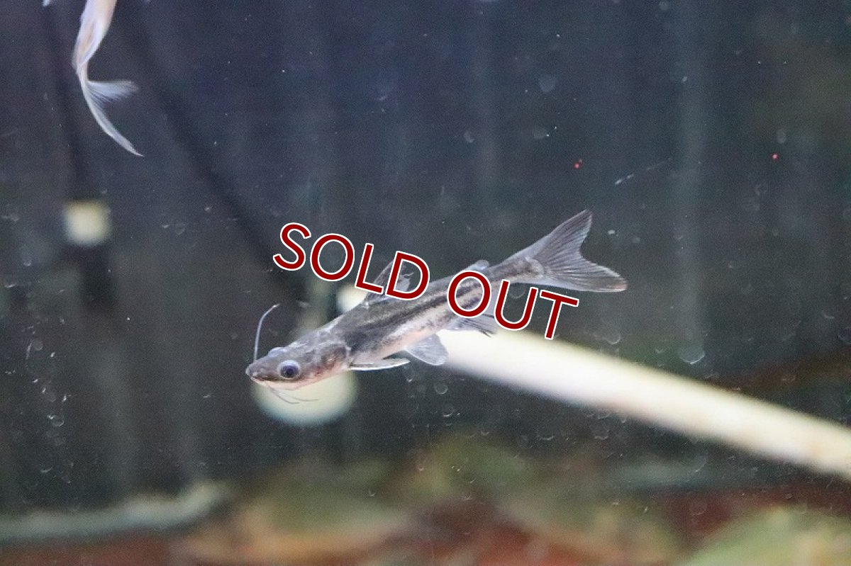 画像1: 【淡水魚】片目難有り レア種  パンガシウスタイガーシャベル(タイガーシャベル×カイヤン)【１匹】(±7cm)(生体)(熱帯魚)ＮＫＯ (1)