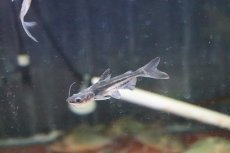 画像1: 【淡水魚】片目難有り レア種  パンガシウスタイガーシャベル(タイガーシャベル×カイヤン)【１匹】(±7cm)(生体)(熱帯魚)ＮＫＯ (1)
