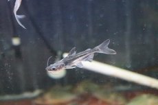 画像1: 【淡水魚】【通販】片目難有り レア種  パンガシウスタイガーシャベル(タイガーシャベル×カイヤン)【１匹】(±7cm)(生体)(熱帯魚)ＮＫＯ (1)