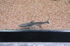 画像2: 【淡水魚】片目難有り レア種  パンガシウスタイガーシャベル(タイガーシャベル×カイヤン)【１匹】(±7cm)(生体)(熱帯魚)ＮＫＯ (2)
