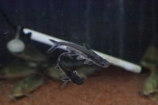 画像3: 【淡水魚】片目難有り レア種  パンガシウスタイガーシャベル(タイガーシャベル×カイヤン)【１匹】(±7cm)(生体)(熱帯魚)ＮＫＯ (3)