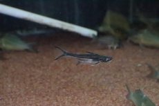 画像4: 【淡水魚】片目難有り レア種  パンガシウスタイガーシャベル(タイガーシャベル×カイヤン)【１匹】(±7cm)(生体)(熱帯魚)ＮＫＯ (4)