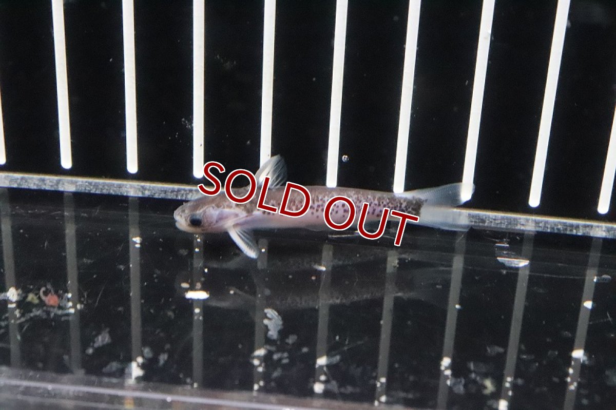 画像2: 【淡水魚】激レア ヴァイオレットタティア アルトトカンチンス産 ワイルド【１匹】(±4cm)(ナマズ)(生体)(熱帯魚) (2)