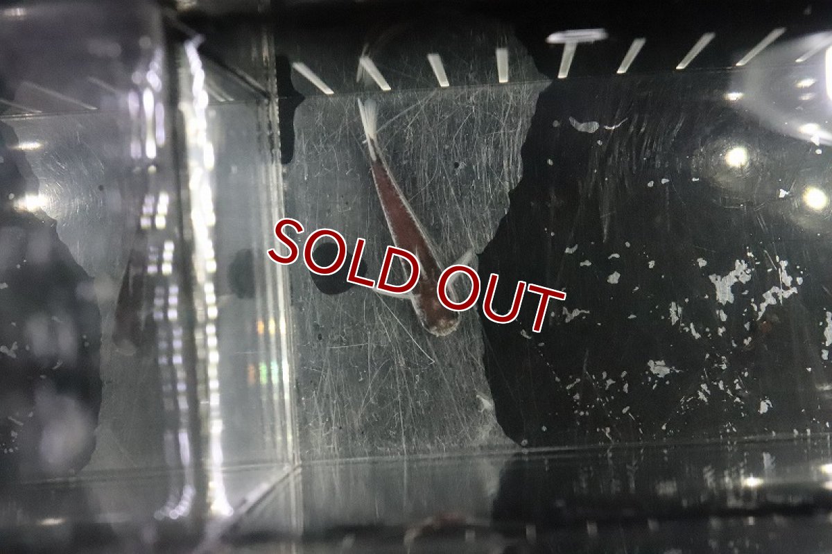 画像3: 【淡水魚】激レア ヴァイオレットタティア アルトトカンチンス産 ワイルド【１匹】(±4cm)(ナマズ)(生体)(熱帯魚) (3)