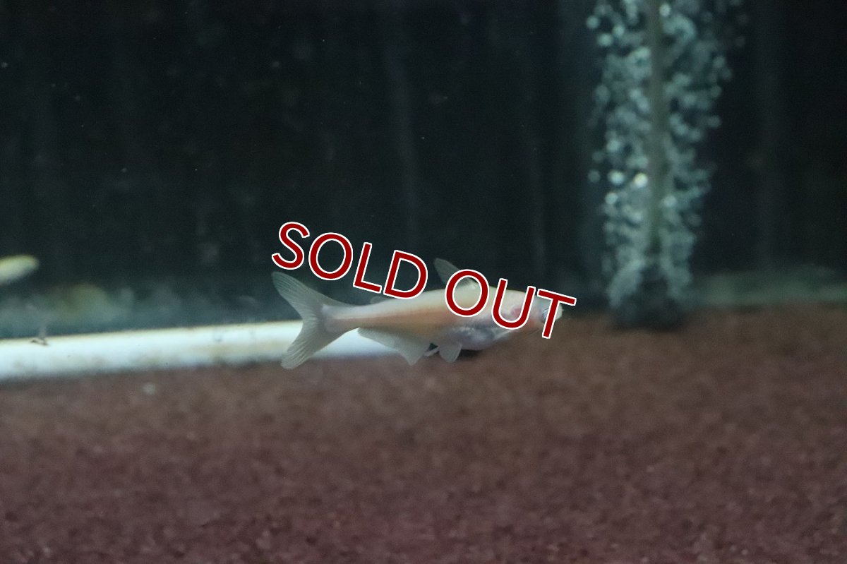 画像2: 【淡水魚】珍種アルビノカイヤン 黒目タイプ【個体販売】(±5cm)(大型魚)(生体)(熱帯魚)ＮＫＯ (2)