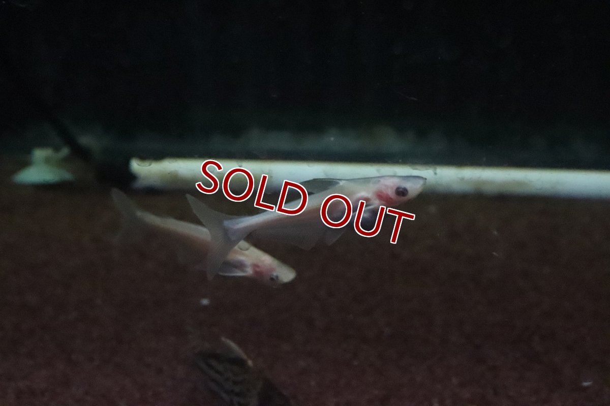 画像3: 【淡水魚】珍種アルビノカイヤン 黒目タイプ【個体販売】(±5cm)(大型魚)(生体)(熱帯魚)ＮＫＯ (3)