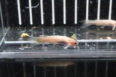 画像1: 【淡水魚】タティア ダニーニ パンダ【１匹】(±3cm)(ナマズ)(生体)(淡水)NK (1)