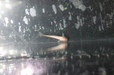 画像2: 【淡水魚】タティア ダニーニ パンダ【１匹】(±3cm)(ナマズ)(生体)(淡水)NK (2)