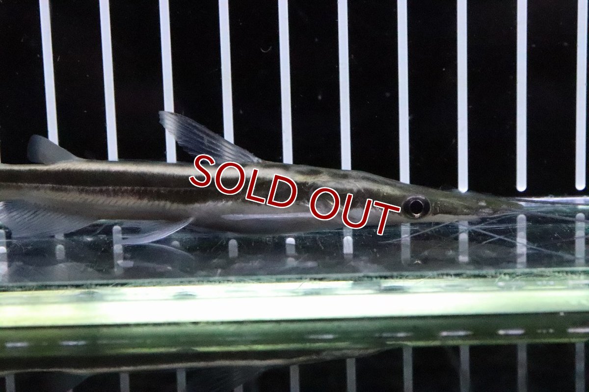 画像2: 【淡水魚】【通販】シャベルノーズキャット【1匹 サンプル画像】(±6-8cm)(大型魚)（生体）（熱帯魚）NKO (2)
